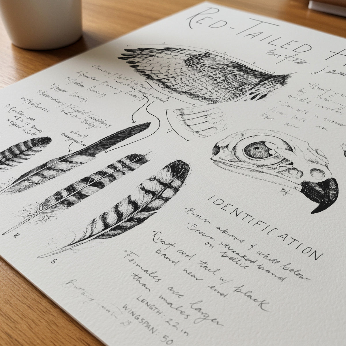 Red-Tailed Hawk Journal Entry