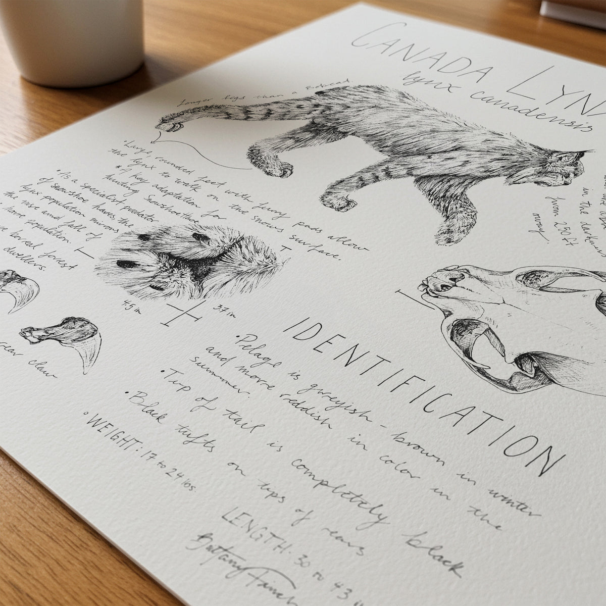 Canada Lynx Journal Entry