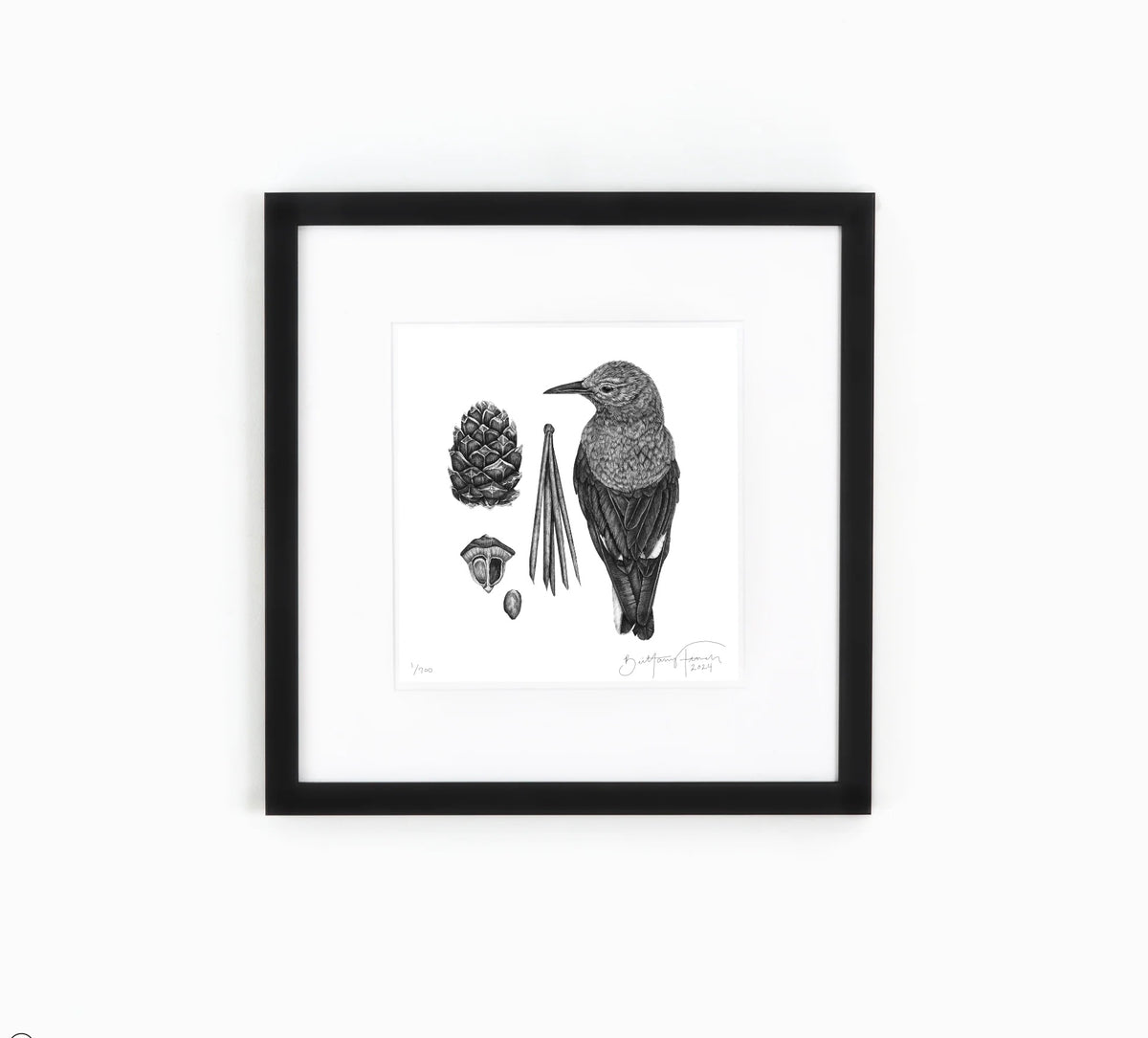 Clark's Nutcracker & Whitebark Pine Study