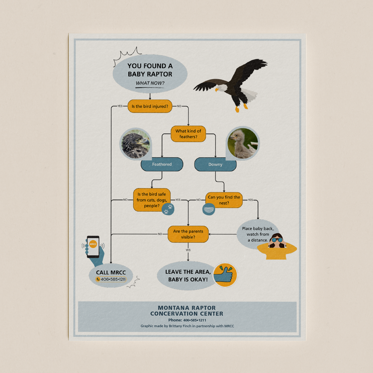 flow chart | found baby raptor