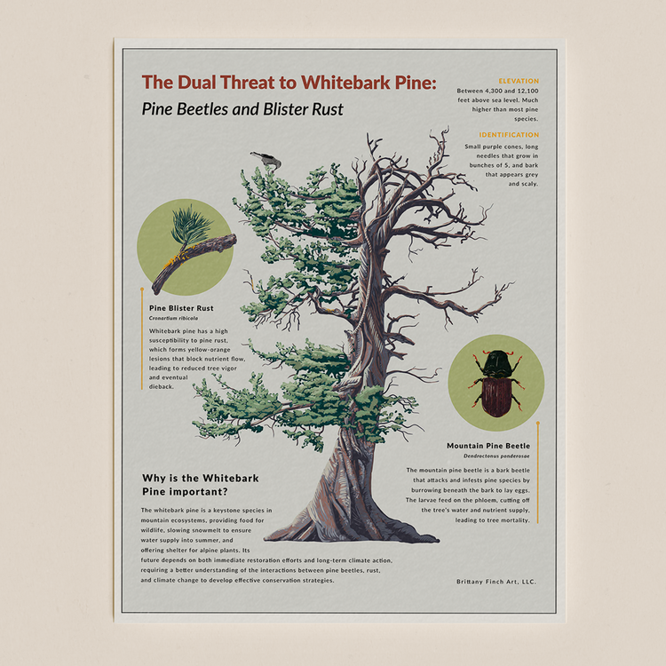 infographic | Whitebark Pine