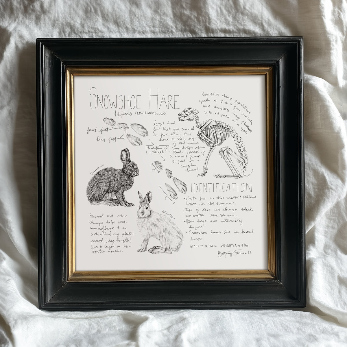 Snowshoe Hare Journal Entry