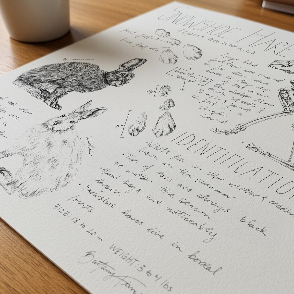 Snowshoe Hare Journal Entry