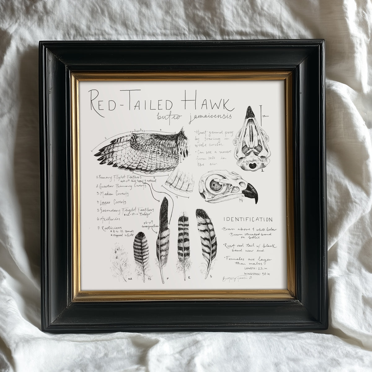 Red-Tailed Hawk Journal Entry