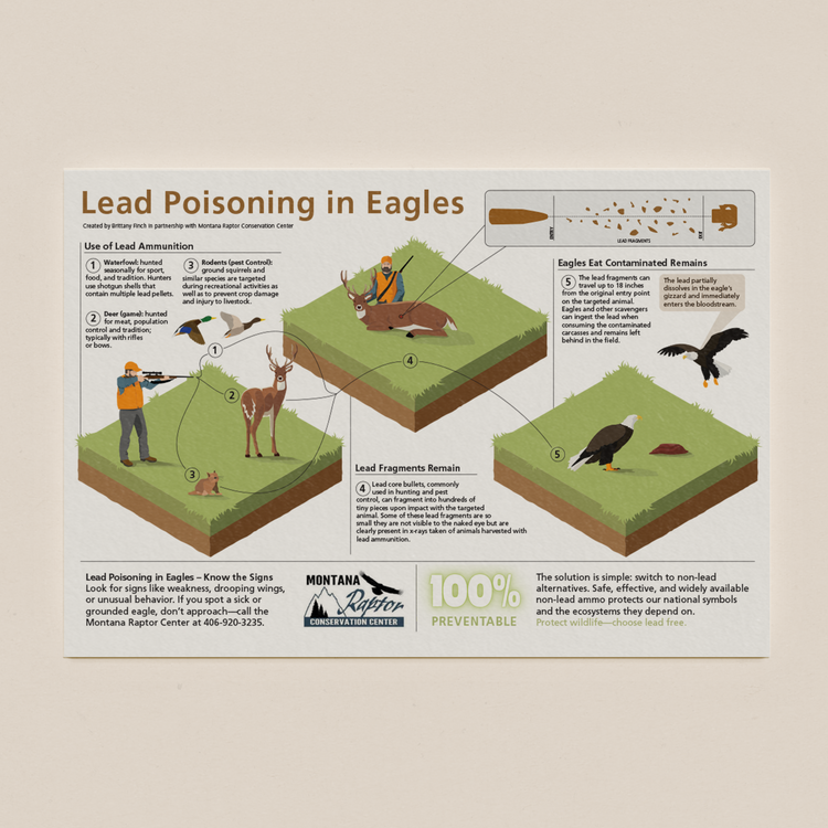 infographic | lead poisoning in eagles