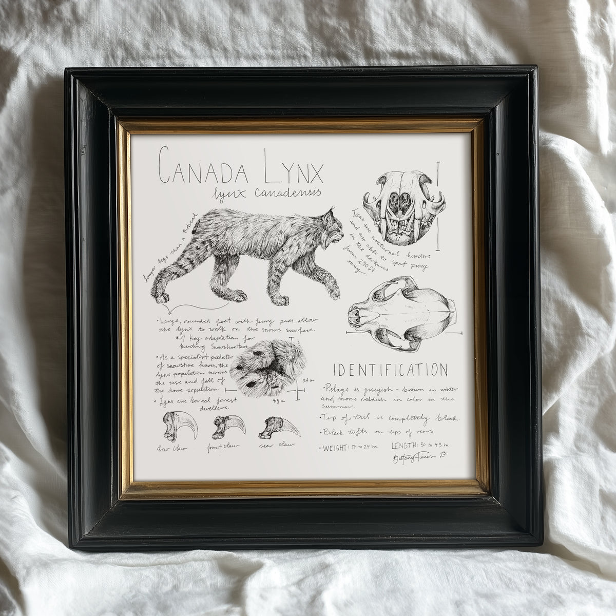 Canada Lynx Journal Entry