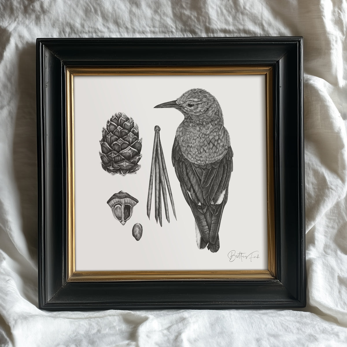 Clark's Nutcracker & Whitebark Pine Study
