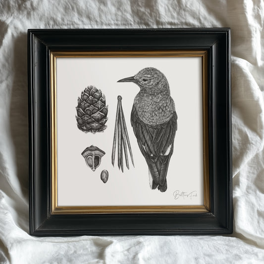 Clark's Nutcracker & Whitebark Pine Study