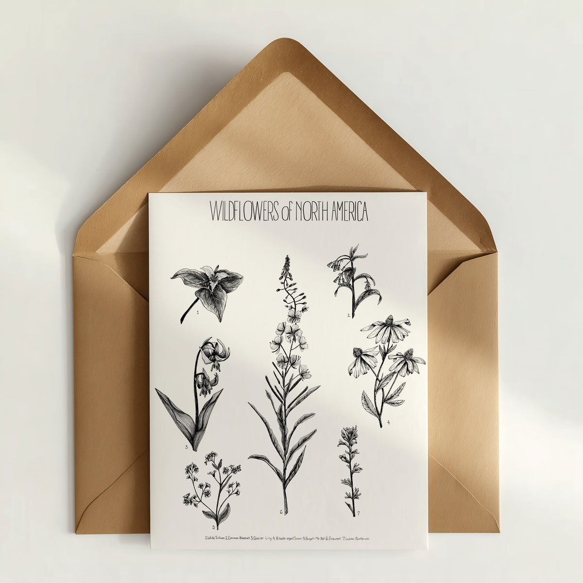 Flora Science Poster Greeting Cards