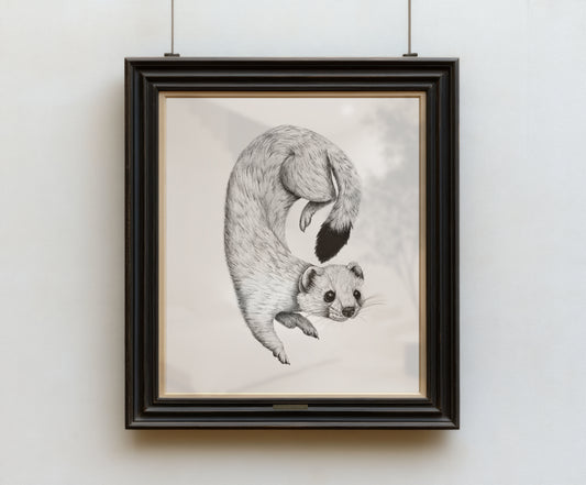 Winter Ermine | Limited Edition
