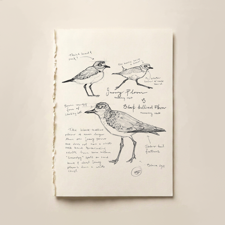 Field study journal entry | Plover